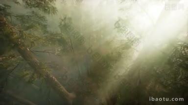 飞机穿过雾气,展示红树和<strong>松树</strong>